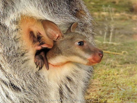 Windsong - Accommodation Broadbeach 0