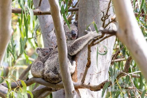 A Quiet Unit Overlooking A Reserve - Accommodation Broadbeach 0