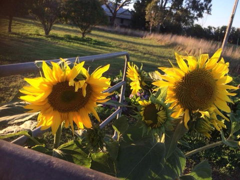 Abington Farm B & B - Accommodation Broadbeach 4