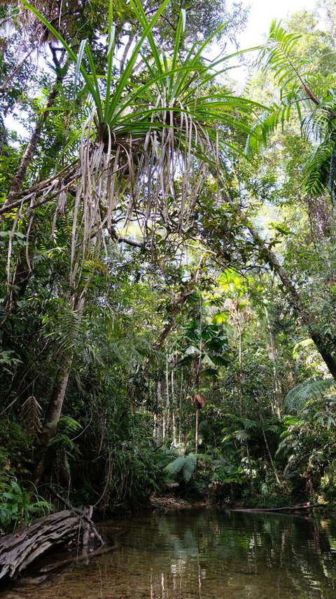 Daintree Manor B&B - Accommodation Broadbeach 7