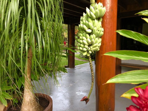 Daintree Manor B&B - Accommodation Broadbeach 10