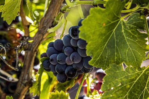 CASALE COTTAGE Barossa Valley - Accommodation Broadbeach 4