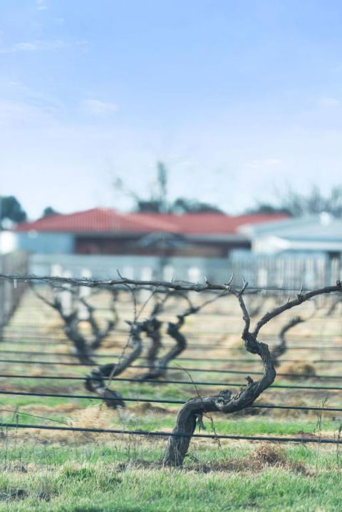 Crimson Ridge - Wines, Vines And Dine - Accommodation Broadbeach 1