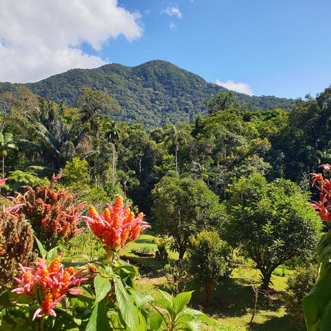 A Daintree Garden - Accommodation Broadbeach 3