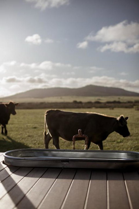 Peter The Tiny Cabin In Esperance - Accommodation Broadbeach 1