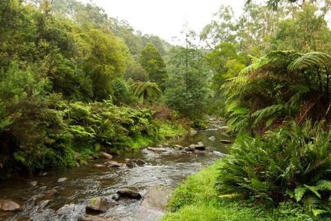 Tarra Valley Retreat - Accommodation Broadbeach 3