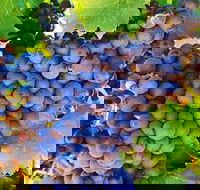 The Fully Local Private Tour - Accommodation Broadbeach