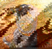 Perth Kids Explorer Private Day Tour - Accommodation Broadbeach