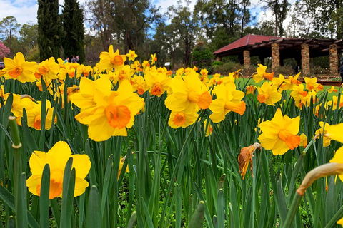 Spring Wildflower (Private) Day Tours - Accommodation Broadbeach 1