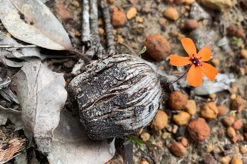 Spring Wildflower (Private) Day Tours - Accommodation Broadbeach 5