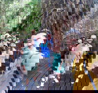 Cairns 4WD Waterfall and Rainforest Tour Including Kuranda Scenic Railway - Accommodation Broadbeach