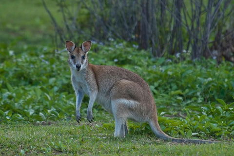 Cairns 4WD Waterfall And Rainforest Tour Including Kuranda Scenic Railway - Accommodation Broadbeach 2
