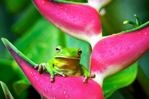 3-Day Best Of Cairns Combo: The Daintree Rainforest, Great Barrier Reef, And Kuranda - Accommodation Broadbeach 0