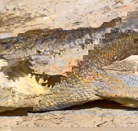 4-Day Cairns Ultimate Combo Daintree Rainforest Reef Kuranda  Paronella Park - Accommodation Broadbeach