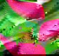 Cape Tribulation Mossman Gorge and Daintree Rainforest Premium Day Tour - Accommodation Broadbeach