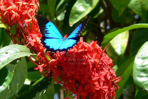 Daintree Rainforest, Cape Tribulation, Mossman Gorge Small-Group Day Tour - Accommodation Broadbeach 2