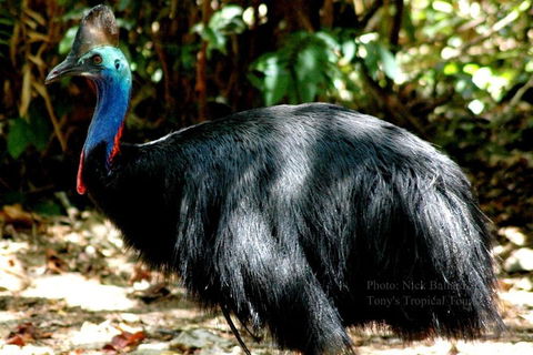 Daintree Rainforest, Cape Tribulation, Mossman Gorge Small-Group Day Tour - Accommodation Broadbeach 3