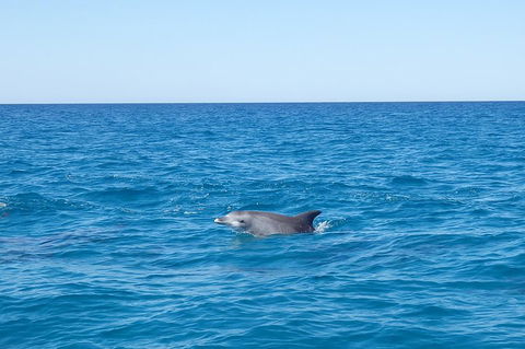Noosa Wild Dolphin Safari - Accommodation Broadbeach 1
