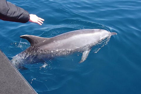 Noosa Wild Dolphin Safari - Accommodation Broadbeach 2