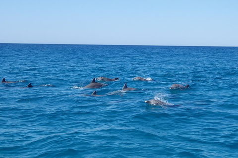 Noosa Wild Dolphin Safari - Accommodation Broadbeach 3