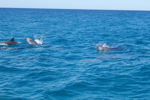 Noosa Wild Dolphin Safari - Accommodation Broadbeach 4