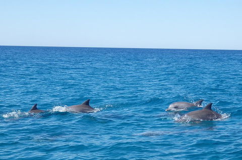 Noosa Wild Dolphin Safari - Accommodation Broadbeach 5