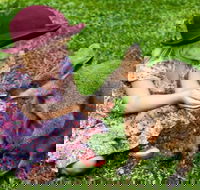 Kuranda Day Tour  HotAir Balloon Combo - Accommodation Broadbeach