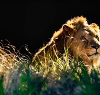 Sydney Taronga Zoo General Entry Ticket - Accommodation Broadbeach