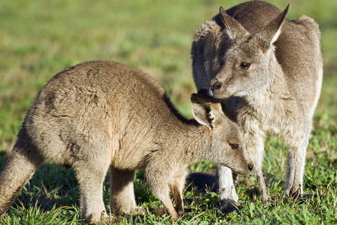 LGBT+ Friendly Full Day Phillip Island Private Tour - Accommodation Broadbeach 3