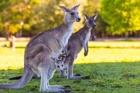 LGBT+ Friendly Full Day Phillip Island Private Tour - Accommodation Broadbeach 4