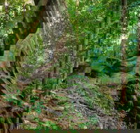 Private Daintree Mossman Gorge Exclusive Nature and Wildlife Focus - Accommodation Broadbeach