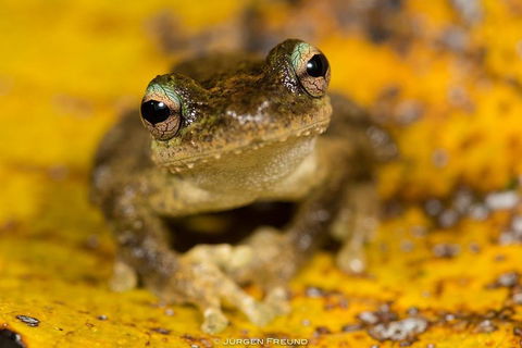 Daintree And Cape Tribulation Full Day Guided Tour - Accommodation Broadbeach 0