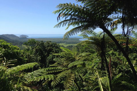 Daintree And Cape Tribulation Full Day Guided Tour - Accommodation Broadbeach 2