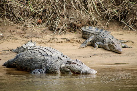 Daintree And Cape Tribulation Full Day Guided Tour - Accommodation Broadbeach 3