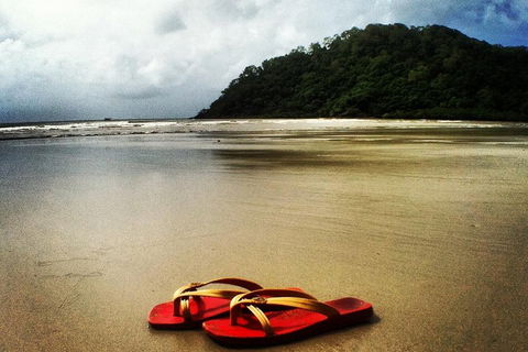 Daintree And Cape Tribulation Full Day Guided Tour - Accommodation Broadbeach 4