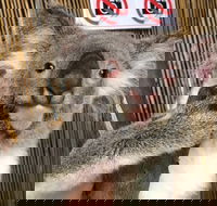 Kuranda Tour Deluxe Course with Kuranda 3 Zoos or Free Course - Accommodation Broadbeach