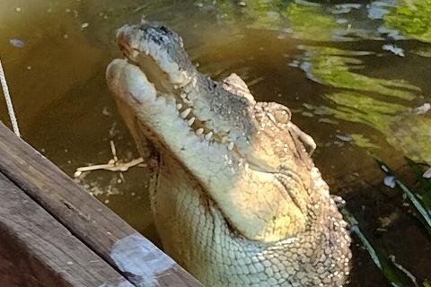 Litchfield Park Adventures And Jumping Crocodile Cruise + Butterfly Farm - Accommodation Broadbeach 5