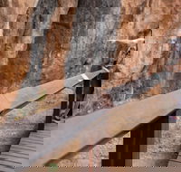 Chillagoe Caves and Outback Day Trip from Cairns - Accommodation Broadbeach