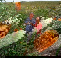 Best of Perth Wildflower Season Day Trip - Accommodation Broadbeach