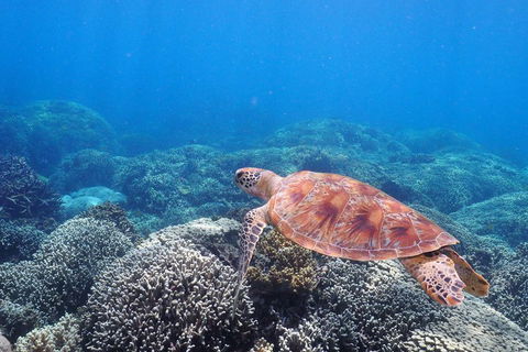 Calypso Outer Great Barrier Reef Cruise From Port Douglas - Accommodation Broadbeach 2