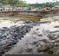 Hartley's Crocodile Adventures Day Trip from Cairns - Accommodation Broadbeach