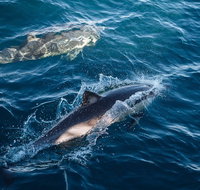 Sydney Whale-Watching Cruise - Accommodation Broadbeach