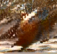 Pinnacles  Rottnest Island Scenic Air  Ground Tour - Accommodation Broadbeach