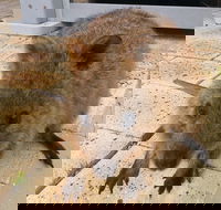 Wave Rock Pinnacles and Rottnest One Day Aeroplane Tour - Accommodation Broadbeach