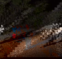 Alice Springs Desert Park Nocturnal Tour - Accommodation Broadbeach