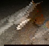 Private Tour to Paronella Park Historic Village Herberton and wild life Wallaby - Accommodation Broadbeach