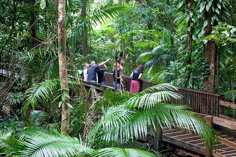 Full Day Daintree Rainforest And Mossman Gorge Tour - Accommodation Broadbeach 1