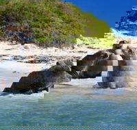 Dolphin Penguin and Sea Lion Cruise - Accommodation Broadbeach