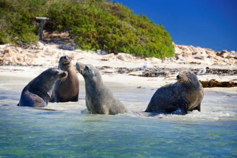 Dolphin, Penguin And Sea Lion Cruise - Accommodation Broadbeach 0