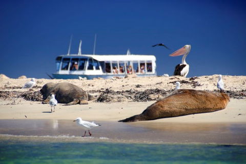 Dolphin, Penguin And Sea Lion Cruise - Accommodation Broadbeach 1